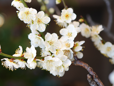 梅の花