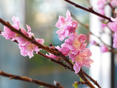 桃の花