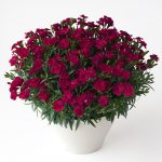 深い赤色の一重咲きカーネーションの花鉢