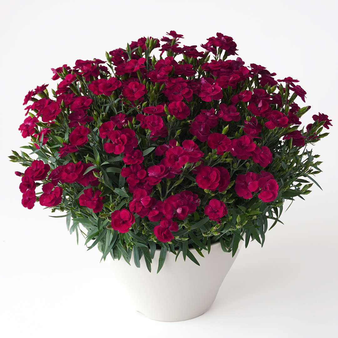 深い赤色の一重咲きカーネーションの花鉢