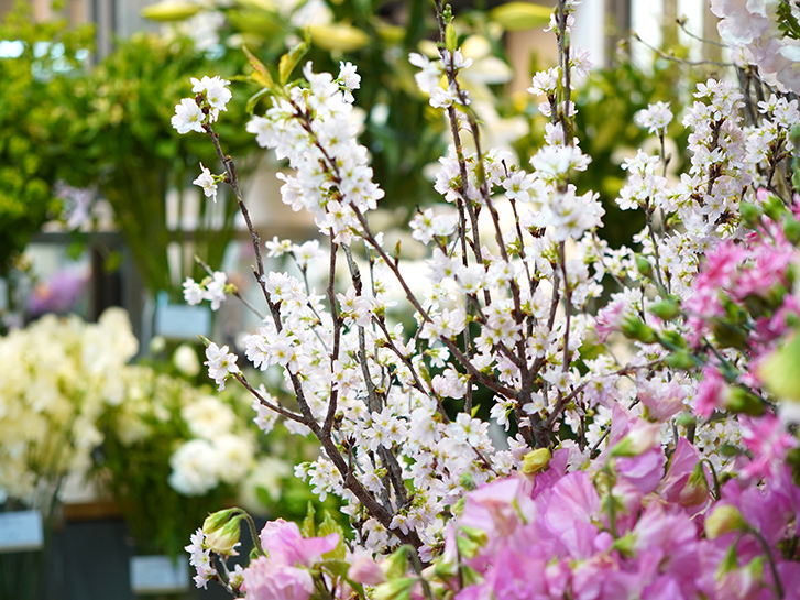 青山花茂店頭の桜