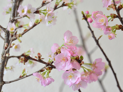 桜の花