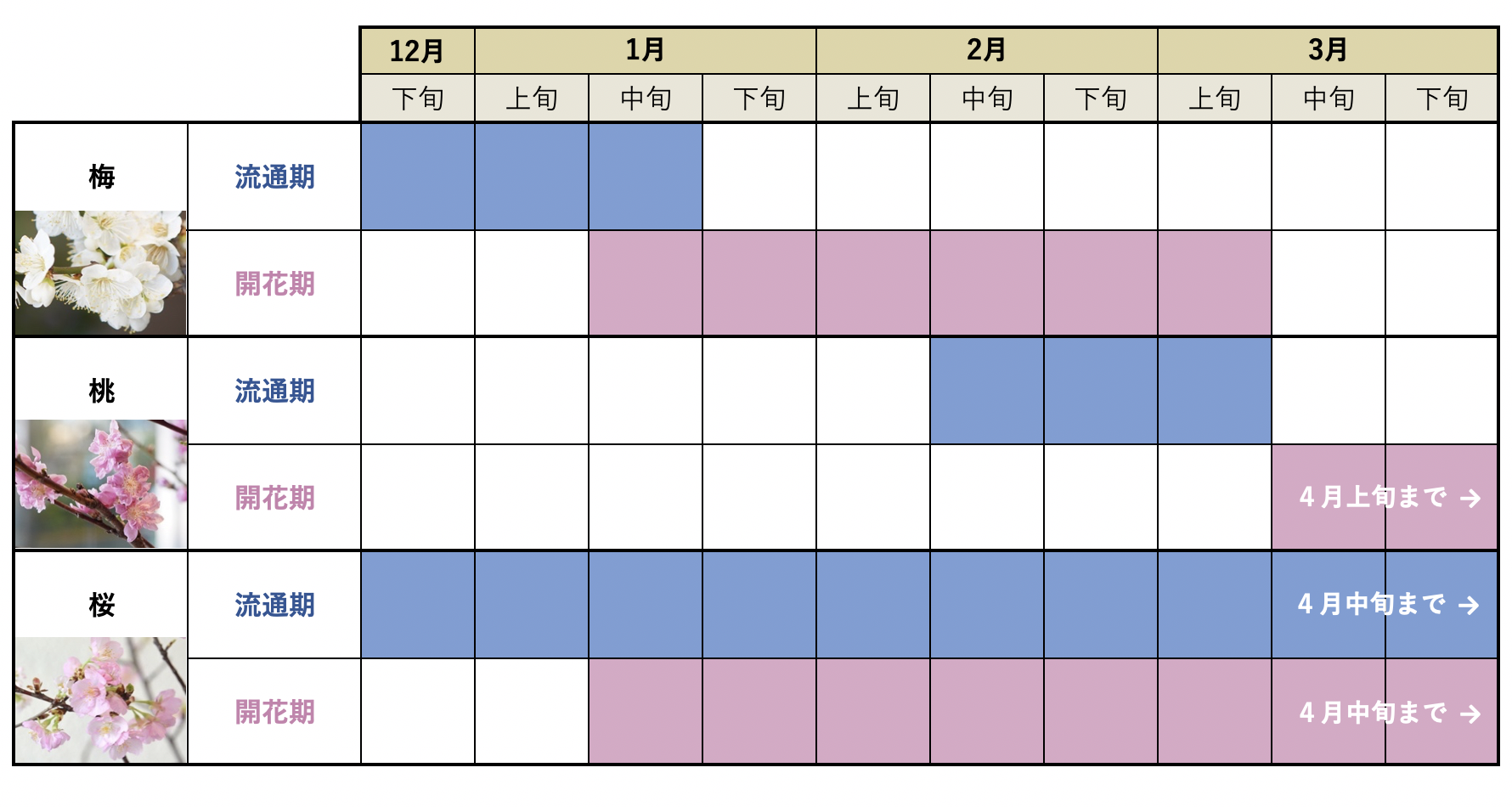 梅・桃・桜の流通期と開花期の表