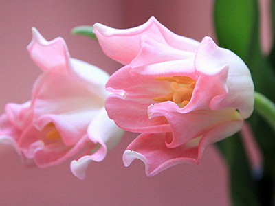 ピンクのクラウン咲きのチューリップ
