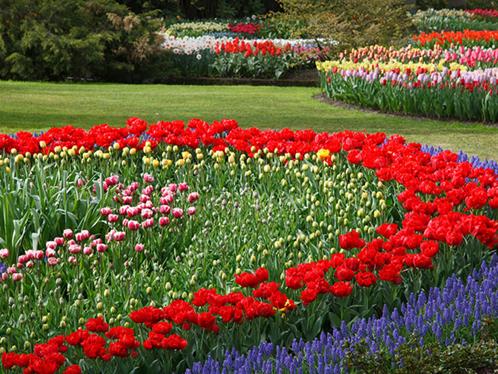 オランダのチューリップ園