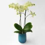 淡い黄色のミディ胡蝶蘭