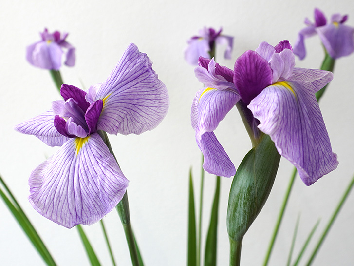 紫色の花菖蒲