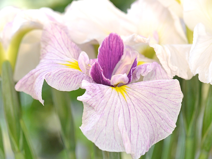 白と紫の花菖蒲