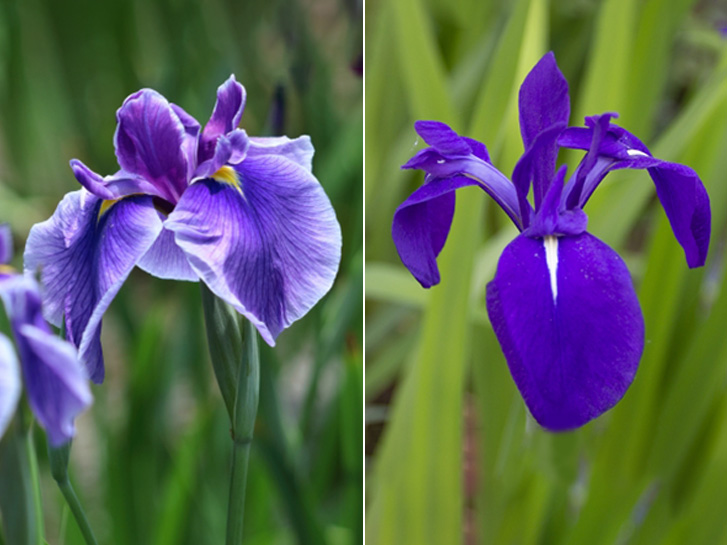 花菖蒲と杜若