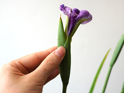 一番花がしおれた花菖蒲