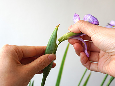 花菖蒲の花を摘むところ