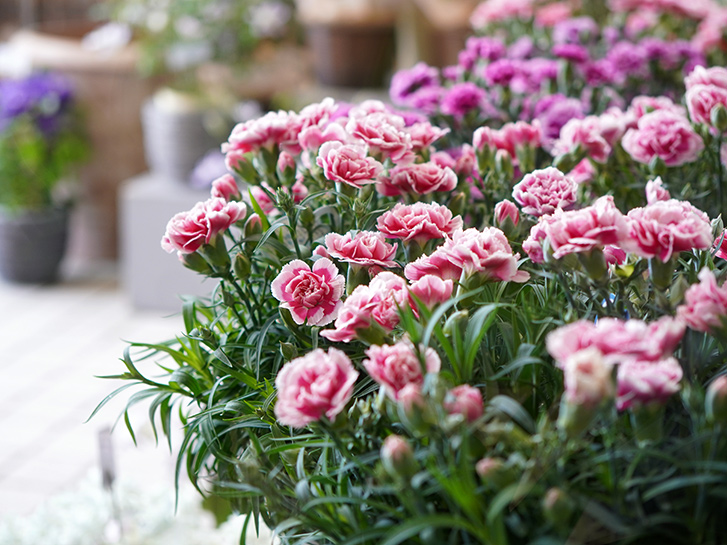 生花店で販売されているカーネーションの鉢植え