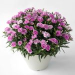 濃いピンクや淡いピンクのカーネーションの鉢植え