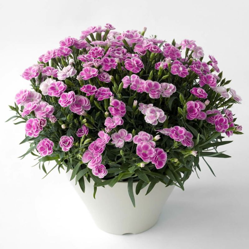 濃いピンクや淡いピンクのカーネーションの鉢植え
