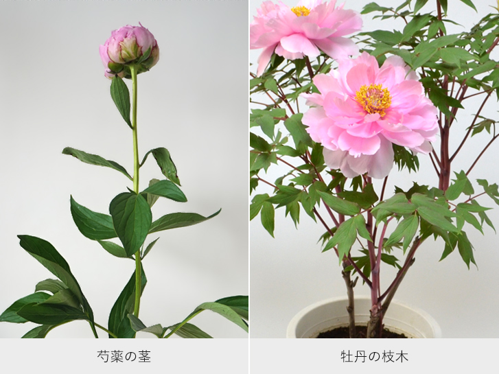 芍薬の茎と牡丹の幹