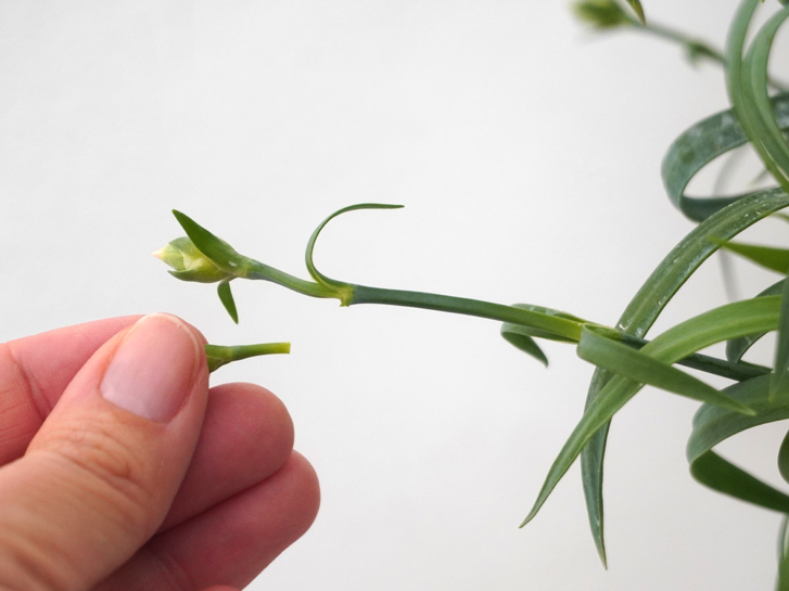 カーネーションの芽を摘む