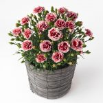 濃い赤に淡いピンクの縁取りのカーネーション鉢植え