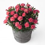 鮮やかなピンクとイエローのカーネーションの鉢植え