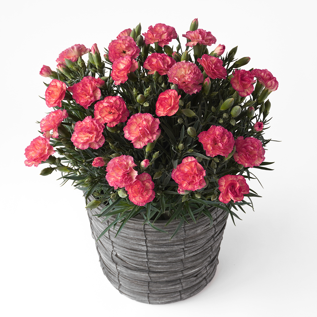 鮮やかなピンクとイエローのカーネーションの鉢植え