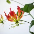 赤いグロリオサの花