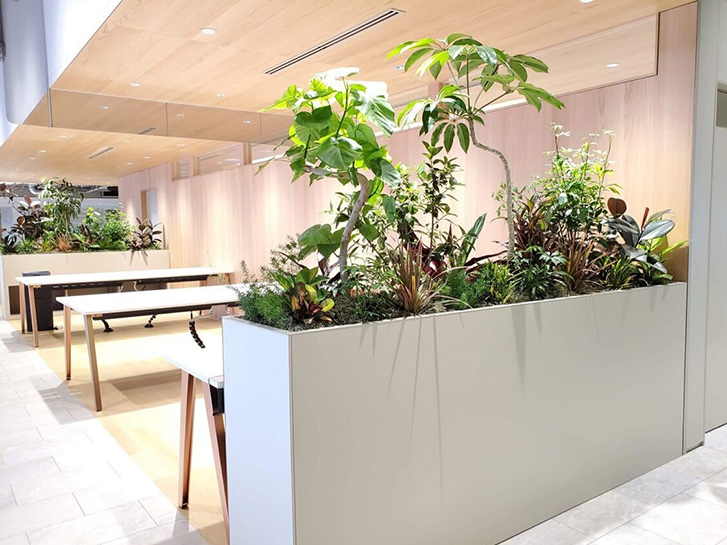 オフィスの観葉植物の寄せ植え
