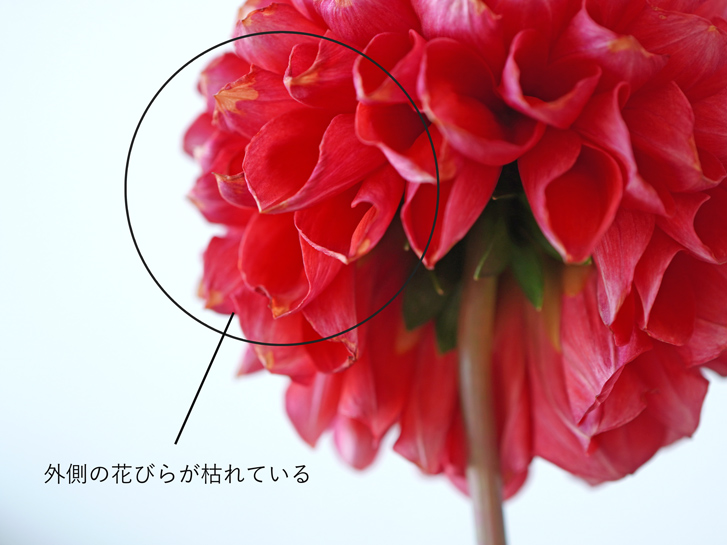 外側の花びらが枯れたダリア