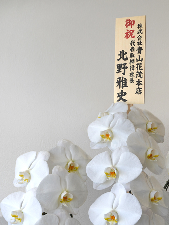 お祝い札がついた白い大輪胡蝶蘭