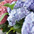 青やピンクのアジサイの鉢植え