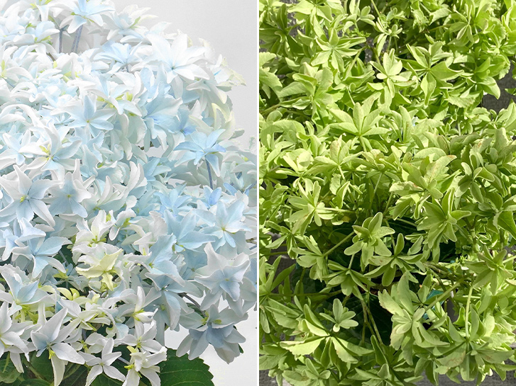 花色が変わるアジサイ