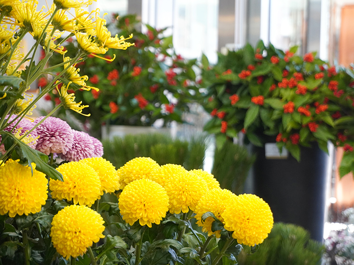 マムや千両などのお正月花材