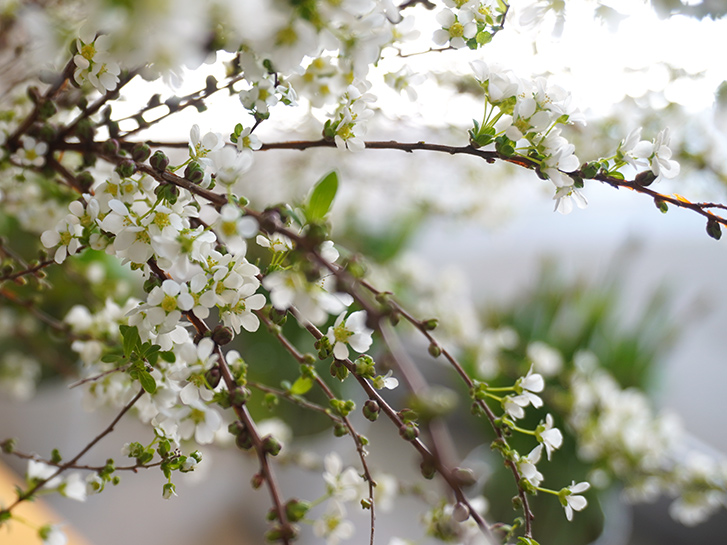 ユキヤナギの花瓶活け