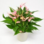 淡いピンクのアンスリウムの鉢植え