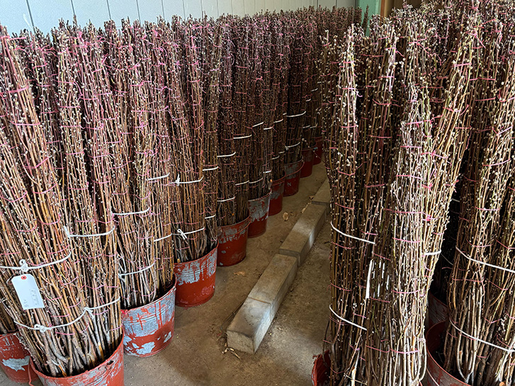 枝ものの生産地