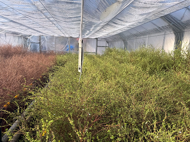 枝ものの生産地