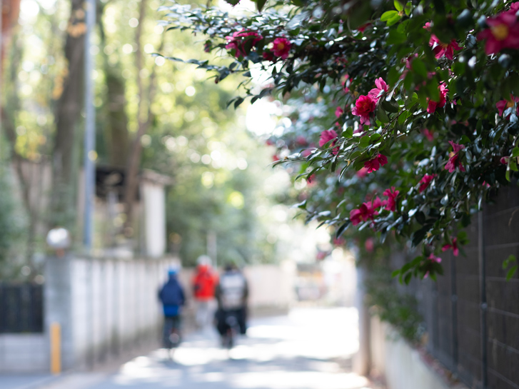 街路樹のある風景